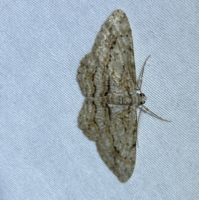 Didymoctenia exsuperata (Thick-lined Bark Moth) at Jerrabomberra, NSW - 8 Mar 2023 by SteveBorkowskis