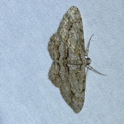Didymoctenia exsuperata (Thick-lined Bark Moth) at Jerrabomberra, NSW - 8 Mar 2023 by Steve_Bok