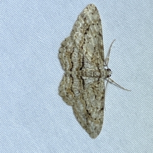 Didymoctenia exsuperata at Jerrabomberra, NSW - 8 Mar 2023