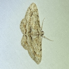 Didymoctenia exsuperata at Jerrabomberra, NSW - 8 Mar 2023