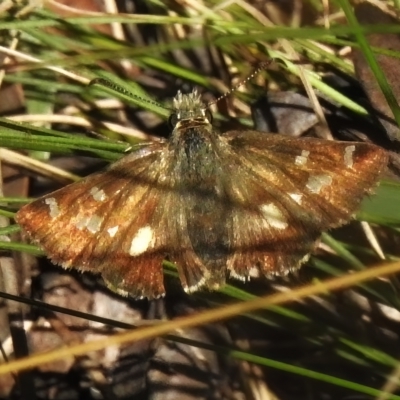 Dispar compacta (Barred Skipper) at Tidbinbilla Nature Reserve - 9 Mar 2023 by JohnBundock