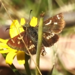 Dispar compacta (Barred Skipper) at Tidbinbilla Nature Reserve - 9 Mar 2023 by JohnBundock