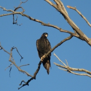 Aquila audax at Cook, ACT - 9 Mar 2023 05:18 PM