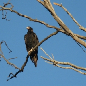 Aquila audax at Cook, ACT - 9 Mar 2023 05:18 PM