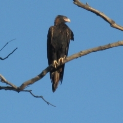 Aquila audax at Cook, ACT - 9 Mar 2023