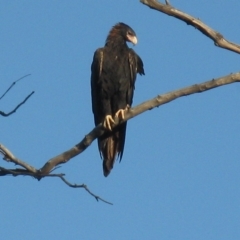 Aquila audax at Cook, ACT - 9 Mar 2023