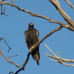 Aquila audax at Cook, ACT - 9 Mar 2023