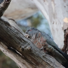 Callocephalon fimbriatum (Gang-gang Cockatoo) at GG194 - 6 Mar 2023 by LisaH