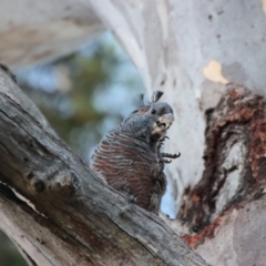 Callocephalon fimbriatum at Hughes, ACT - 6 Mar 2023