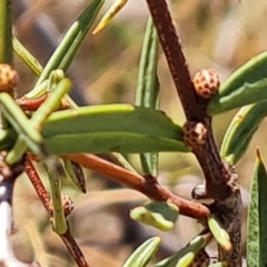 Acacia siculiformis (Dagger Wattle) at Wambrook, NSW - 9 Mar 2023 by Mike