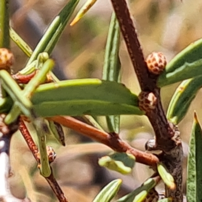 Acacia siculiformis (Dagger Wattle) at Wambrook, NSW - 9 Mar 2023 by Mike