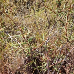 Acacia siculiformis at Wambrook, NSW - 9 Mar 2023 03:33 PM