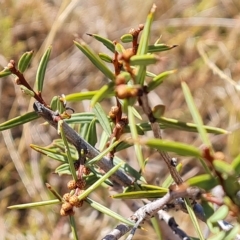 Acacia siculiformis at Wambrook, NSW - 9 Mar 2023