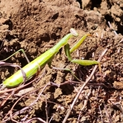 Mantidae (family) (TBC) at Wambrook, NSW - 9 Mar 2023 by Mike