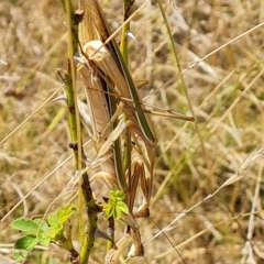 Tenodera australasiae at Wambrook, NSW - 9 Mar 2023