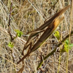 Tenodera australasiae at Wambrook, NSW - 9 Mar 2023