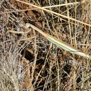 Tenodera australasiae at Wambrook, NSW - 9 Mar 2023