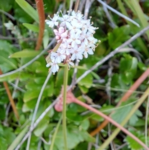 Trachymene humilis subsp. humilis at Mount Clear, ACT - 8 Mar 2023