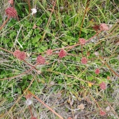 Trachymene humilis subsp. humilis at Mount Clear, ACT - 8 Mar 2023