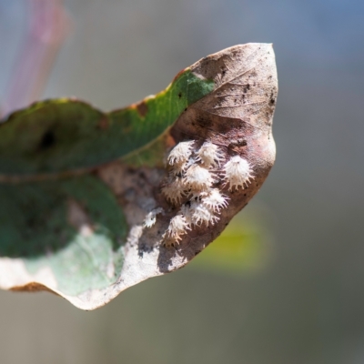 Cardiaspina sp. (genus) (Lace or Basket lerp) at Higgins Woodland - 5 Mar 2023 by Untidy