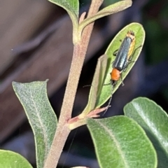 Chauliognathus tricolor (Tricolor soldier beetle) at Braddon, ACT - 9 Mar 2023 by Hejor1