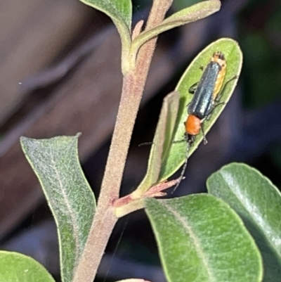 Chauliognathus tricolor (Tricolor soldier beetle) at City Renewal Authority Area - 9 Mar 2023 by Hejor1
