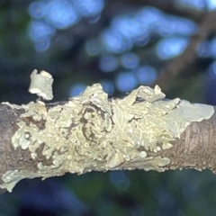 Flavoparmelia sp. (Flavoparmelia Lichen) at Braddon, ACT - 9 Mar 2023 by Hejor1