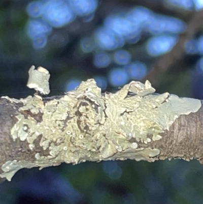 Flavoparmelia sp. (Flavoparmelia Lichen) at Braddon, ACT - 9 Mar 2023 by Hejor1