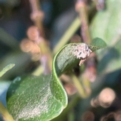 Unverified immature Coleoptera at Braddon, ACT - 9 Mar 2023 by Hejor1