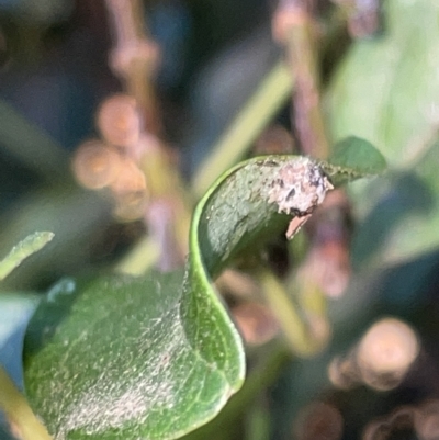 Unverified immature Coleoptera at Braddon, ACT - 9 Mar 2023 by Hejor1