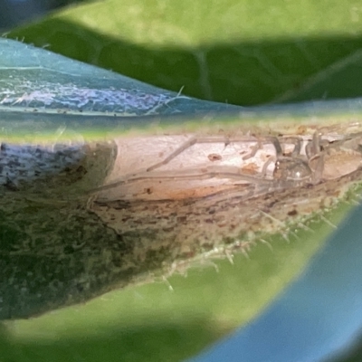 Unidentified Orb-weaving spider (several families) at Braddon, ACT - 9 Mar 2023 by Hejor1