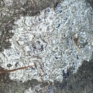 Lichen - crustose at Braddon, ACT - 9 Mar 2023