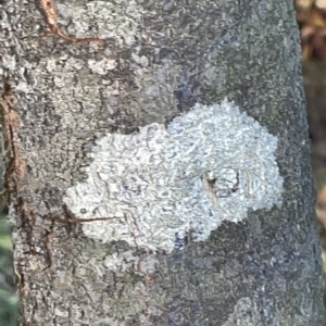 Lichen - crustose at Braddon, ACT - 9 Mar 2023 06:51 PM