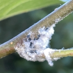 Eriosoma lanigerum (Woolly Aphid) at Braddon, ACT - 9 Mar 2023 by Hejor1