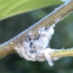 Eriosoma lanigerum (Woolly Aphid) at City Renewal Authority Area - 9 Mar 2023 by Hejor1