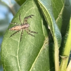 Helpis minitabunda (Threatening jumping spider) at City Renewal Authority Area - 9 Mar 2023 by Hejor1