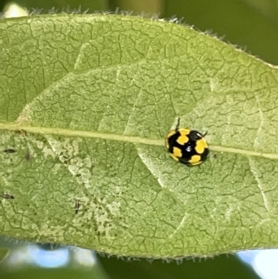 Illeis galbula (Fungus-eating Ladybird) at Braddon, ACT - 9 Mar 2023 by Hejor1