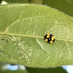 Illeis galbula (Fungus-eating Ladybird) at Braddon, ACT - 9 Mar 2023 by Hejor1