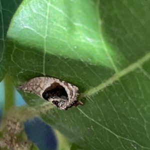 Acroceuthes metaxanthana at Braddon, ACT - 9 Mar 2023 06:06 PM