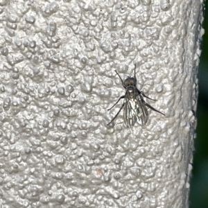 Diptera (order) at Braddon, ACT - 9 Mar 2023