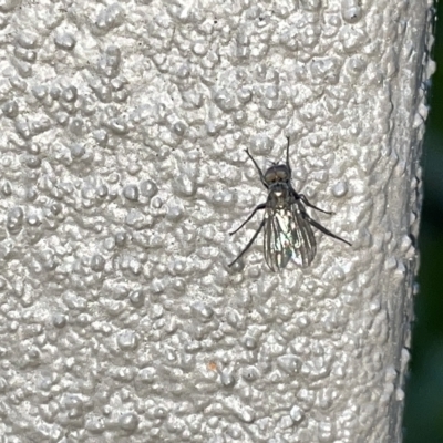 Diptera (order) at Braddon, ACT - 9 Mar 2023 by Hejor1