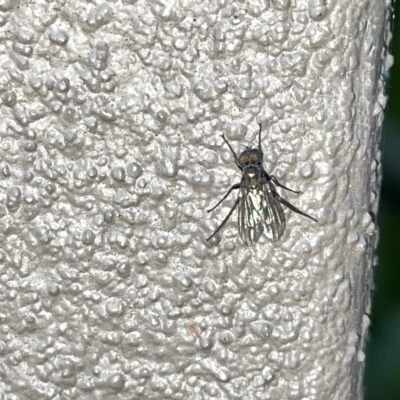 Diptera (order) (Fly - Unidentified) at Braddon, ACT - 9 Mar 2023 by Hejor1