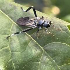 Exaireta spinigera (Garden Soldier Fly) at Braddon, ACT - 9 Mar 2023 by Hejor1