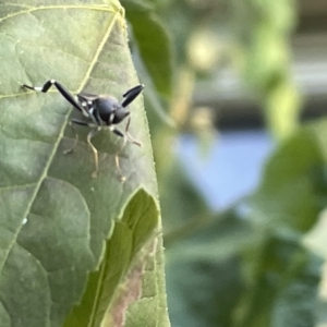 Exaireta spinigera at Braddon, ACT - 9 Mar 2023 05:44 PM