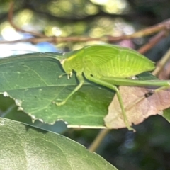 Caedicia simplex (Common Garden Katydid) at City Renewal Authority Area - 9 Mar 2023 by Hejor1