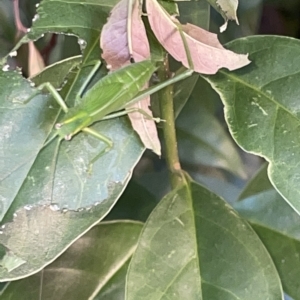 Caedicia simplex at Braddon, ACT - 9 Mar 2023