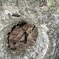 Crematogaster sp. (genus) (Acrobat ant, Cocktail ant) at Braddon, ACT - 9 Mar 2023 by Hejor1