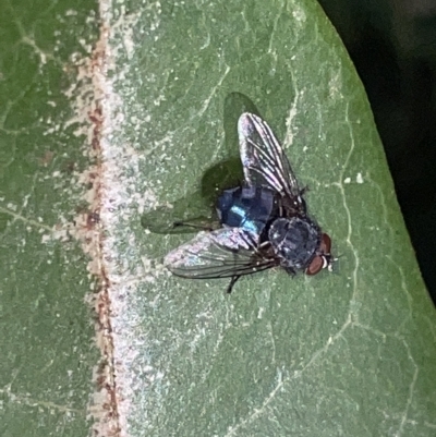 Calliphora vicina (European bluebottle) at Braddon, ACT - 9 Mar 2023 by Hejor1