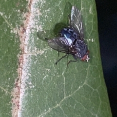 Calliphora vicina at Braddon, ACT - 9 Mar 2023