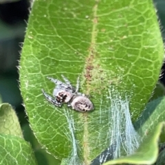 Opisthoncus sp. (genus) (Opisthoncus jumping spider) at Braddon, ACT - 9 Mar 2023 by Hejor1